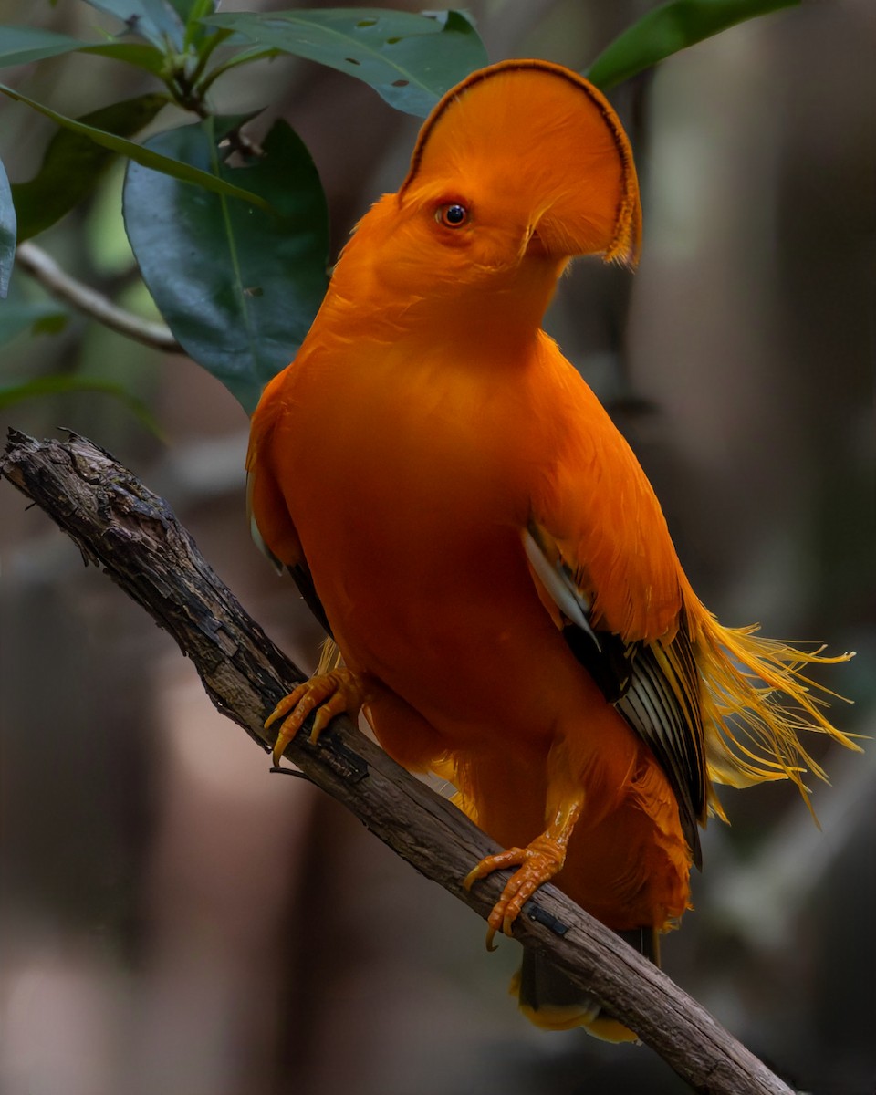 Guianan Cock-of-the-rock - ML622084341