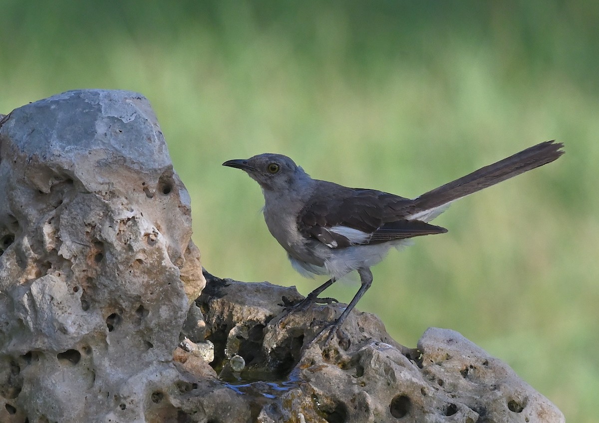 Northern Mockingbird - ML622084344