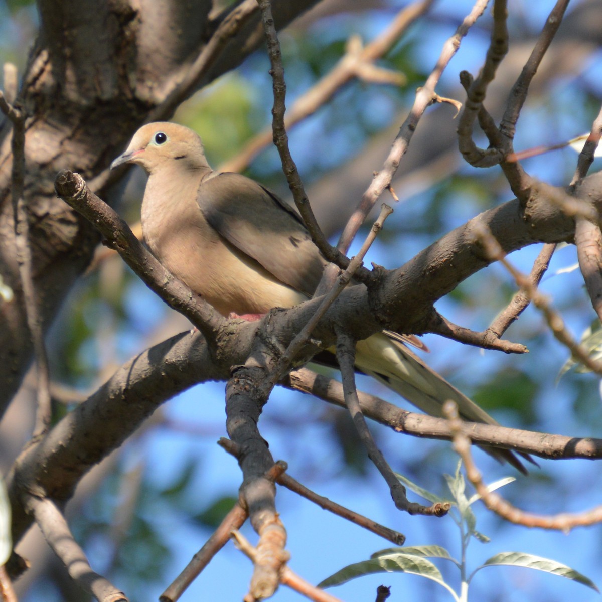 Mourning Dove - ML622084345