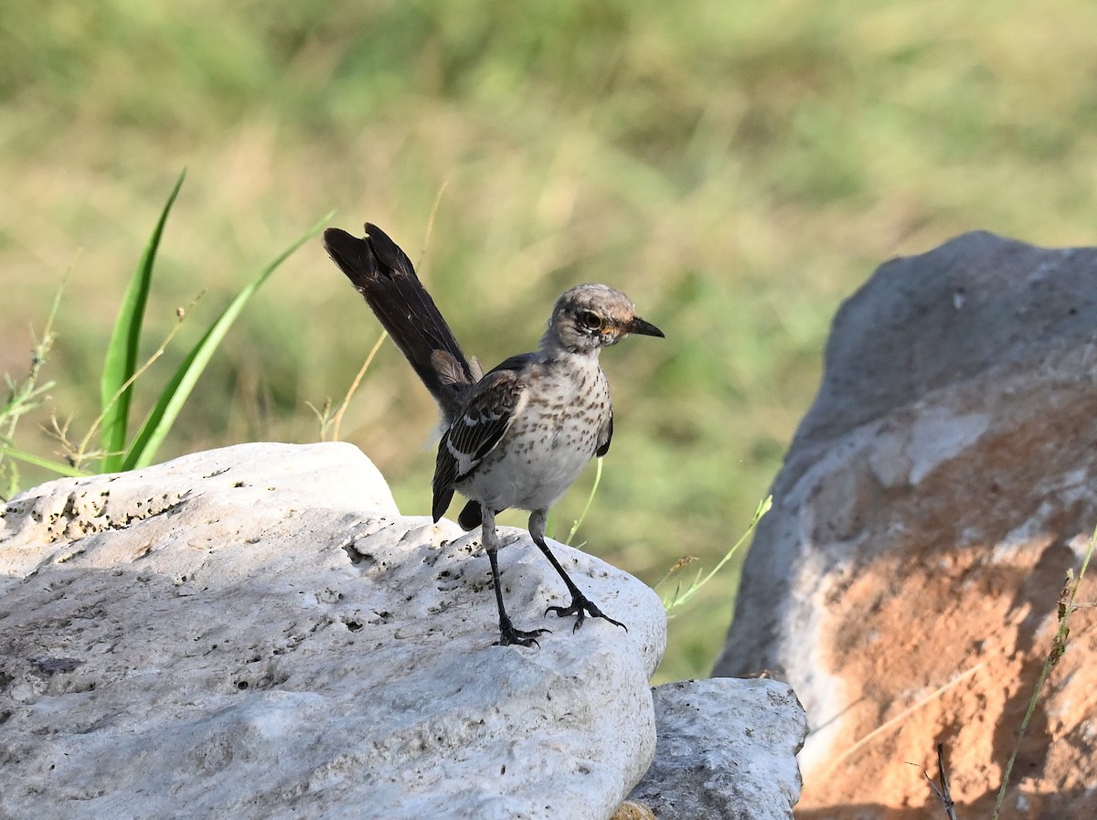 Northern Mockingbird - ML622084353