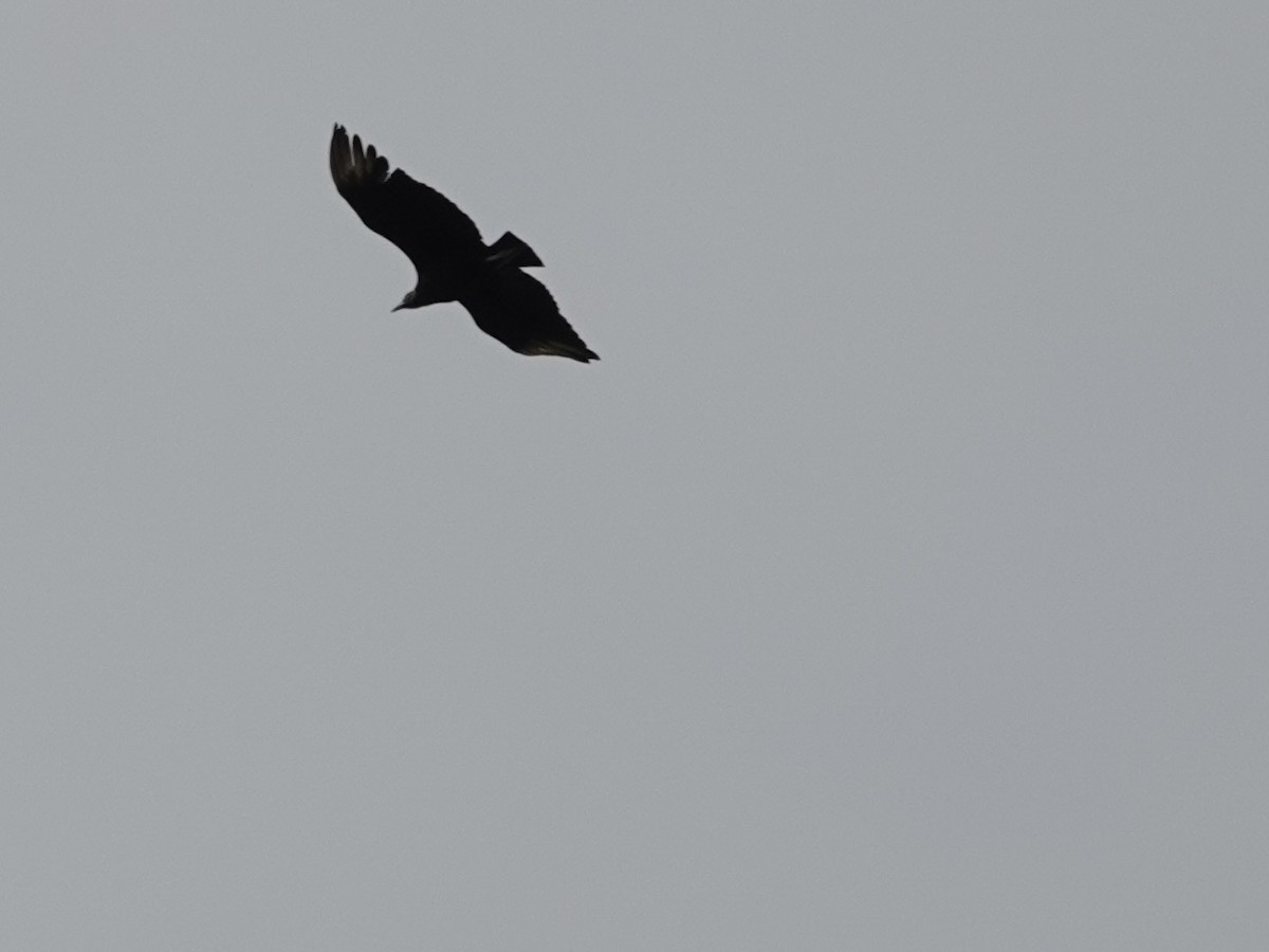 Black Vulture - Lottie Bushmann