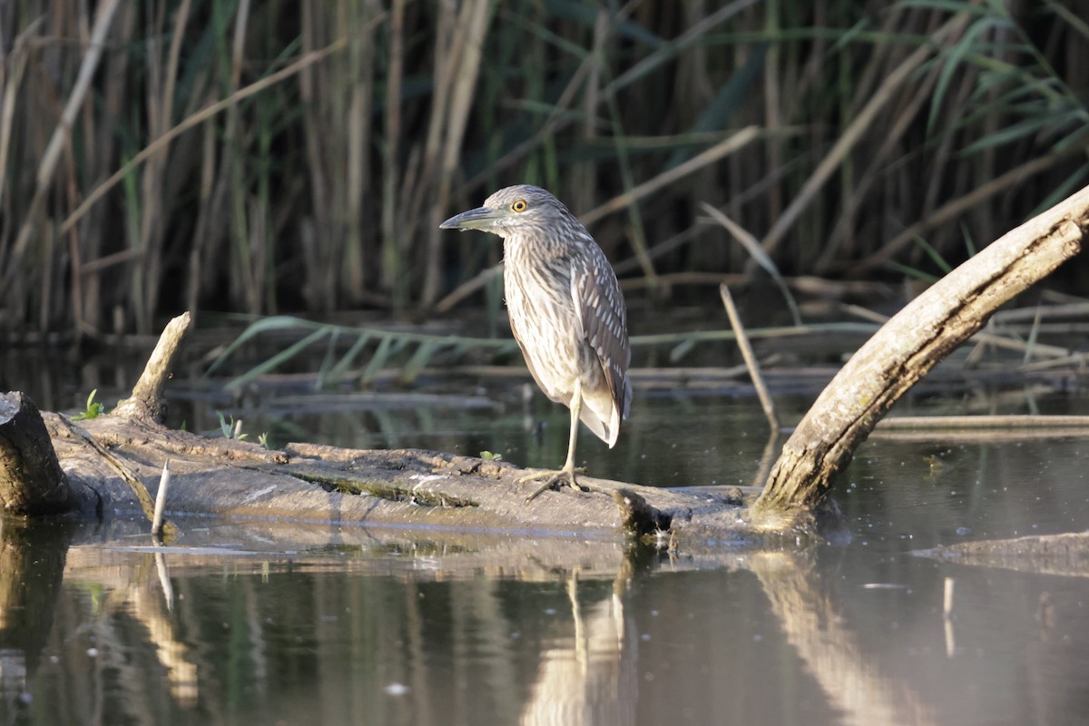 Black-crowned Night Heron - ML622084383