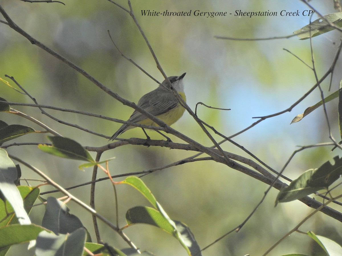 White-throated Gerygone - Marie Tarrant