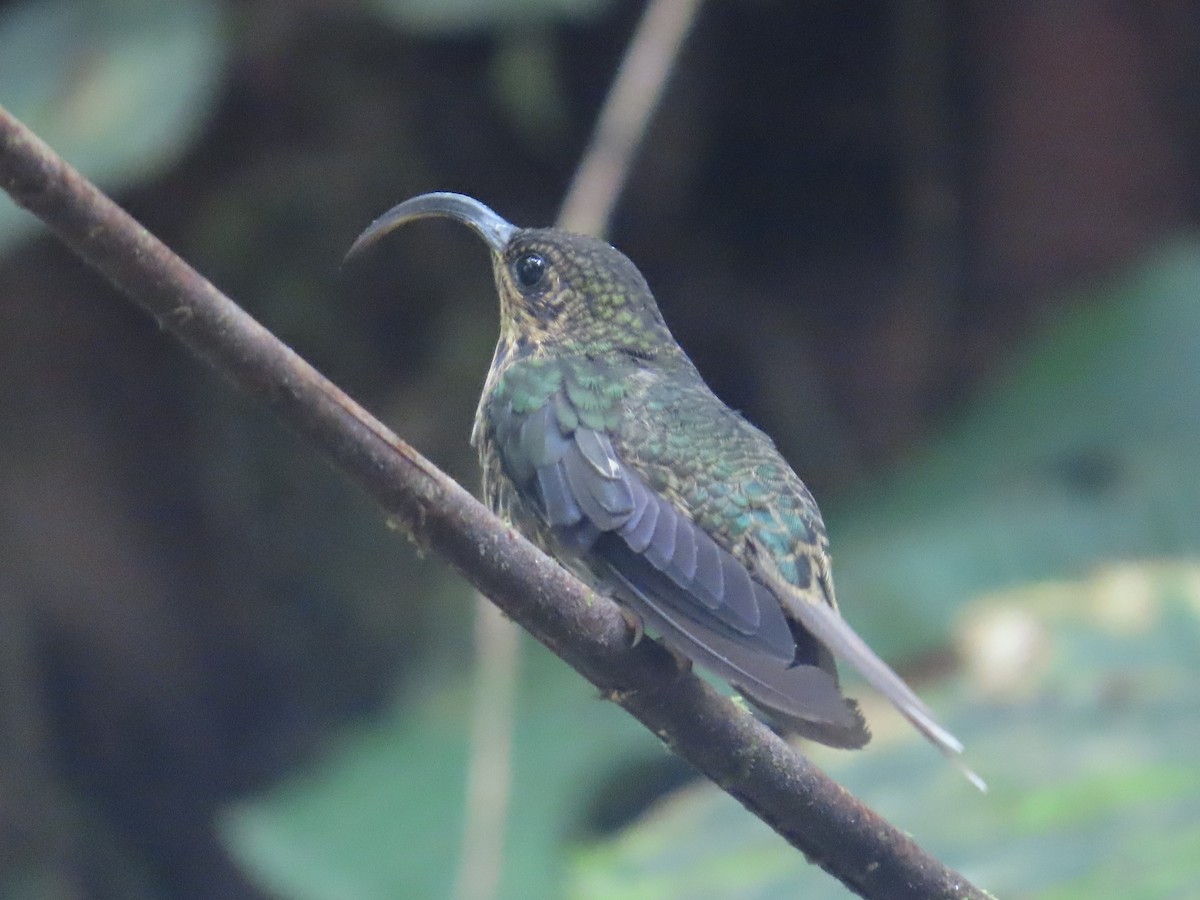 White-tipped Sicklebill - ML622084407