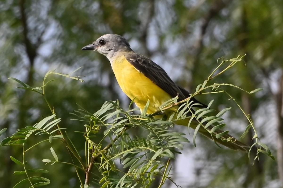 Couch's Kingbird - ML622084408