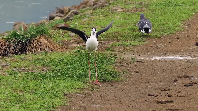 Black-necked Stilt - ML622084421