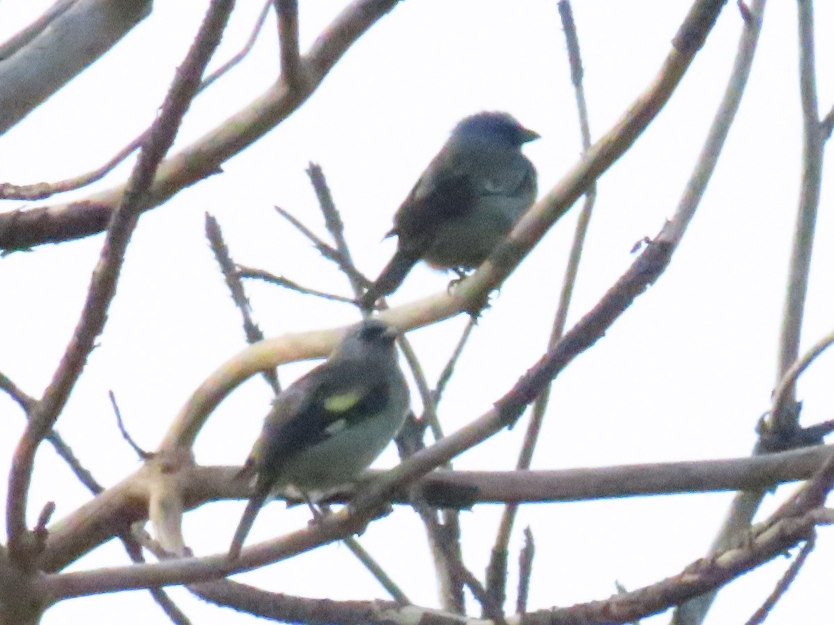 Yellow-winged Tanager - ML622084423