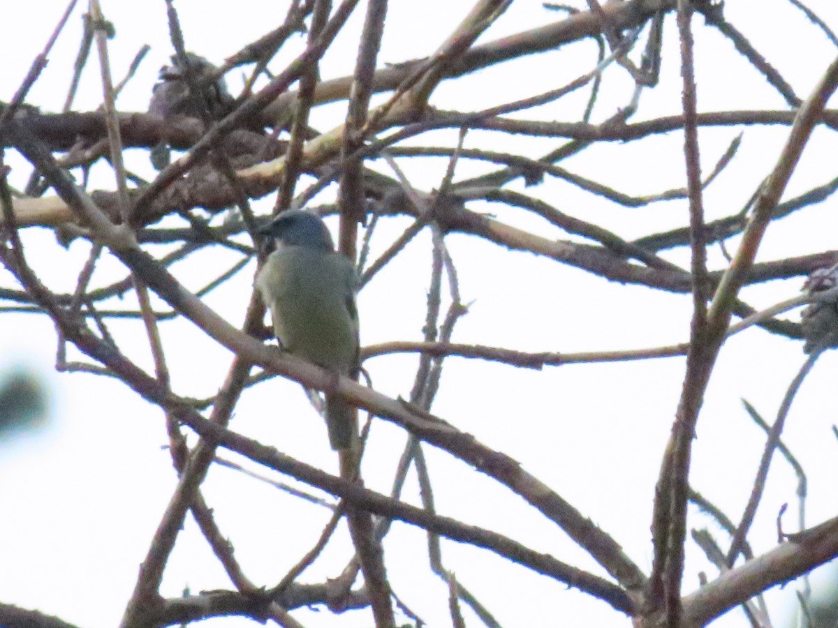 Yellow-winged Tanager - ML622084424