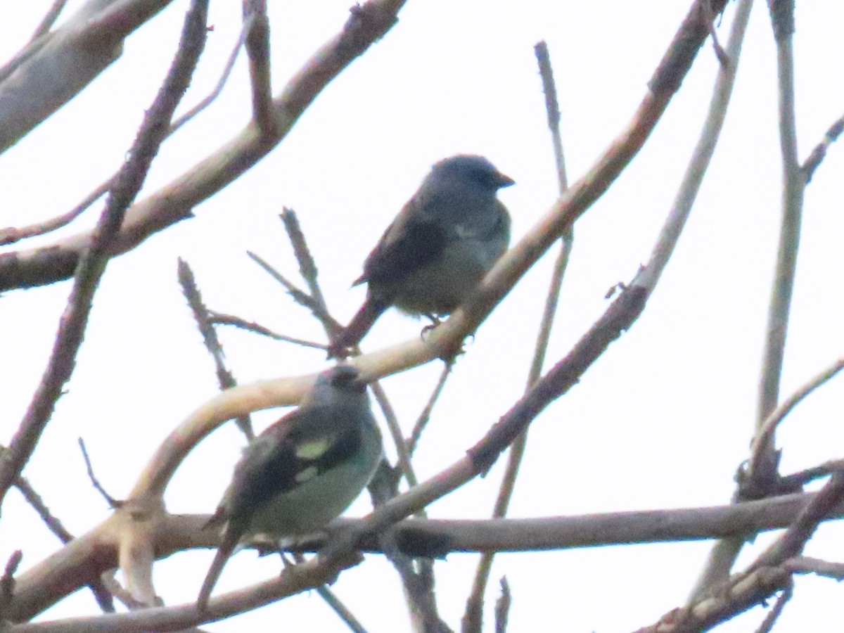 Yellow-winged Tanager - ML622084425