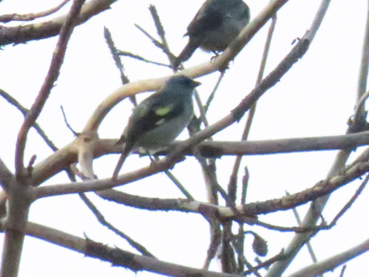 Yellow-winged Tanager - ML622084426