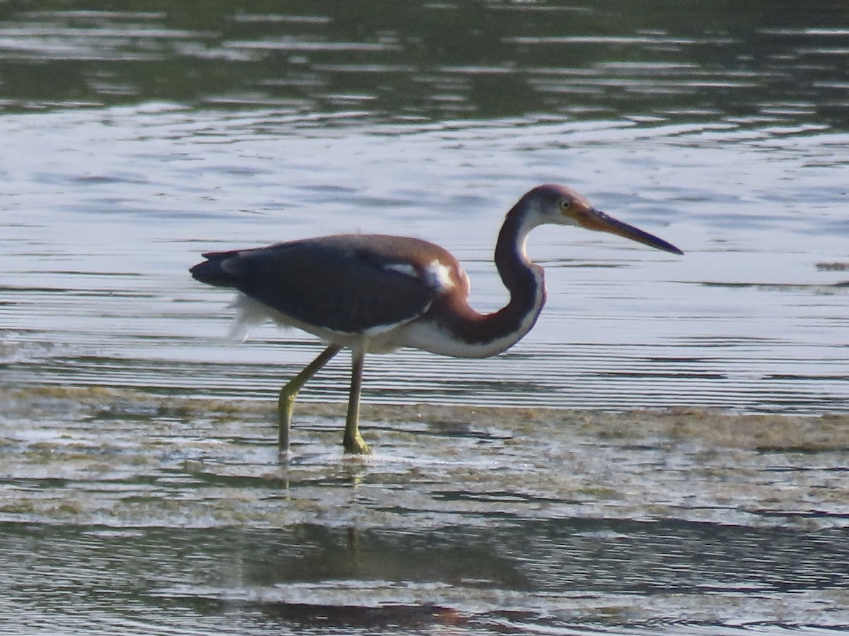 Tricolored Heron - ML622084453