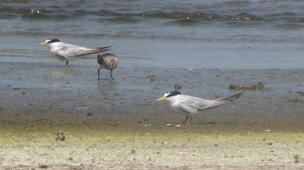 Least Tern - Sheila Sawyer