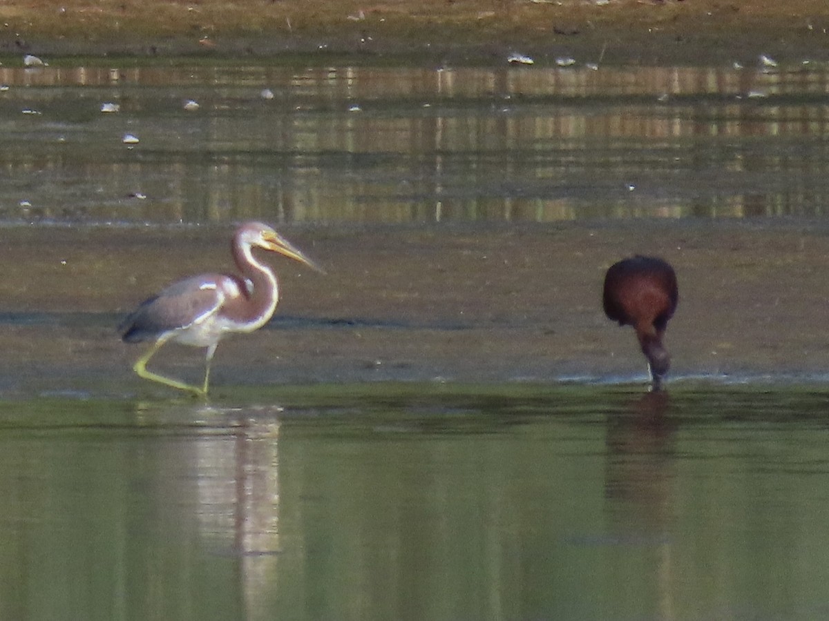 Tricolored Heron - ML622084510