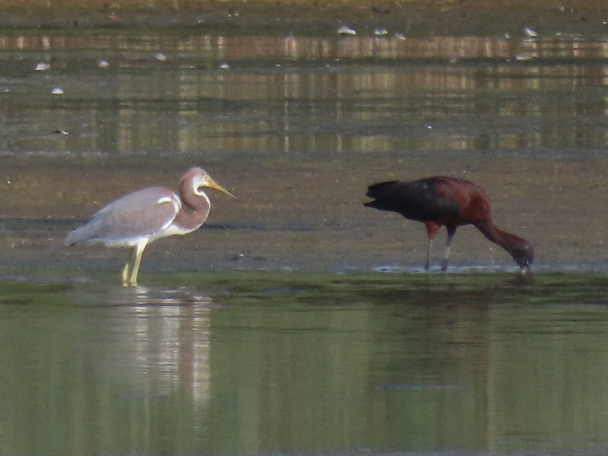 Tricolored Heron - ML622084511