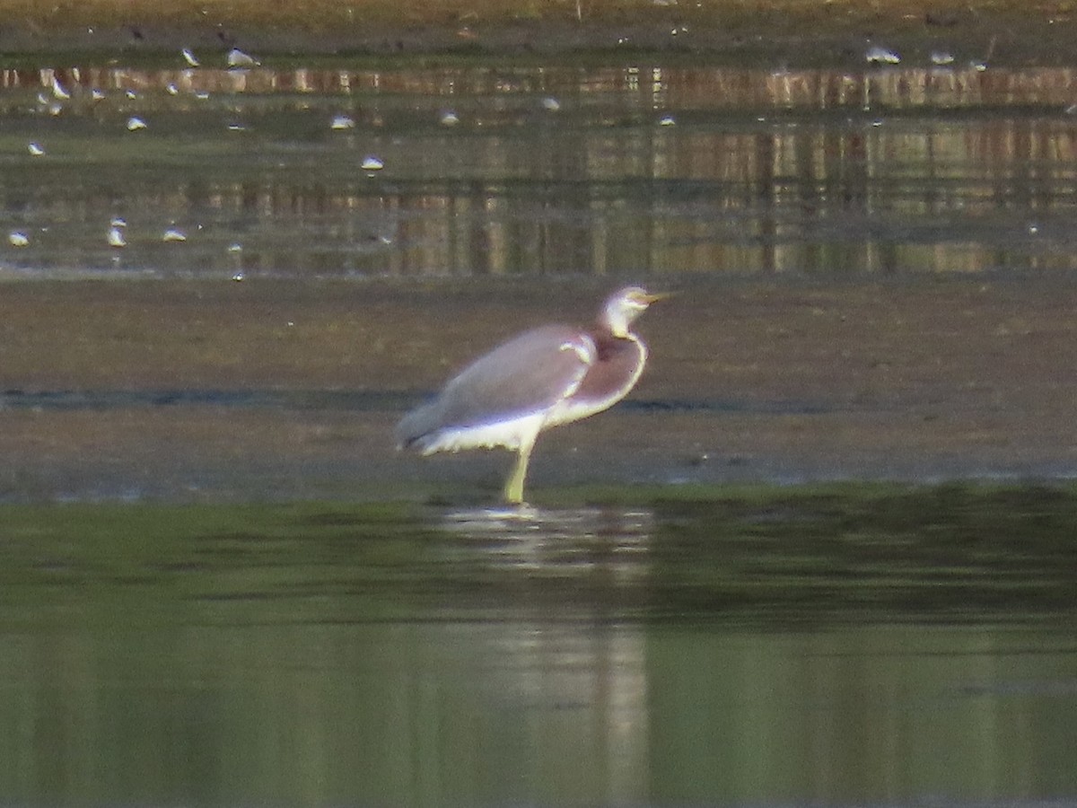 Tricolored Heron - ML622084514