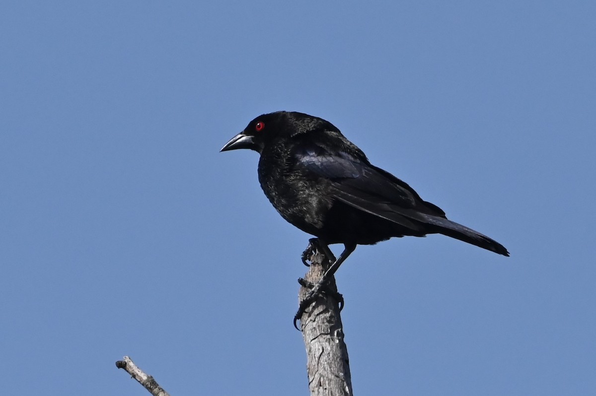 Bronzed Cowbird - ML622084529