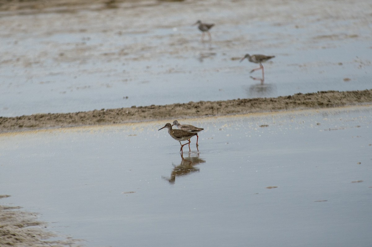 Common Redshank - ML622084586