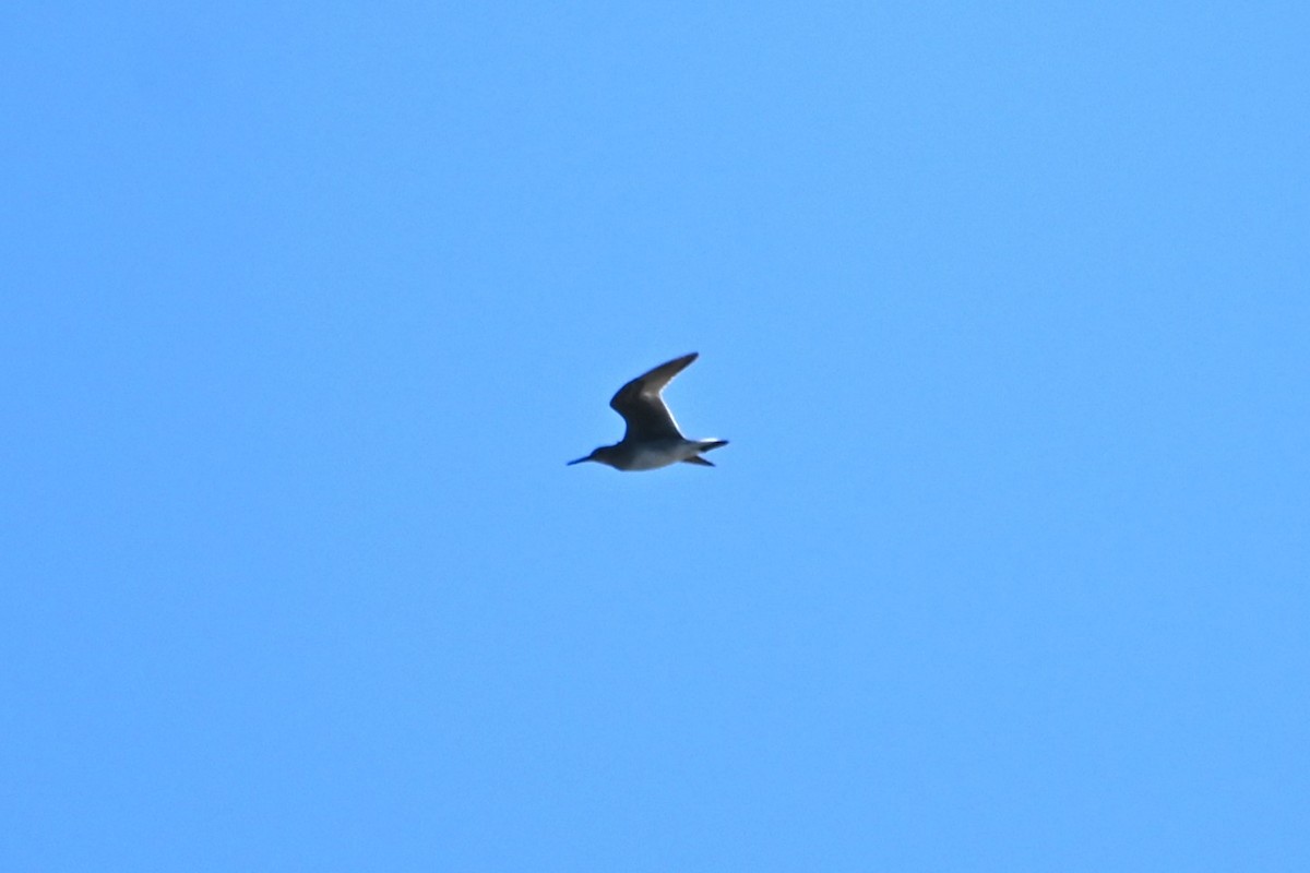 Wandering Tattler - ML622084589