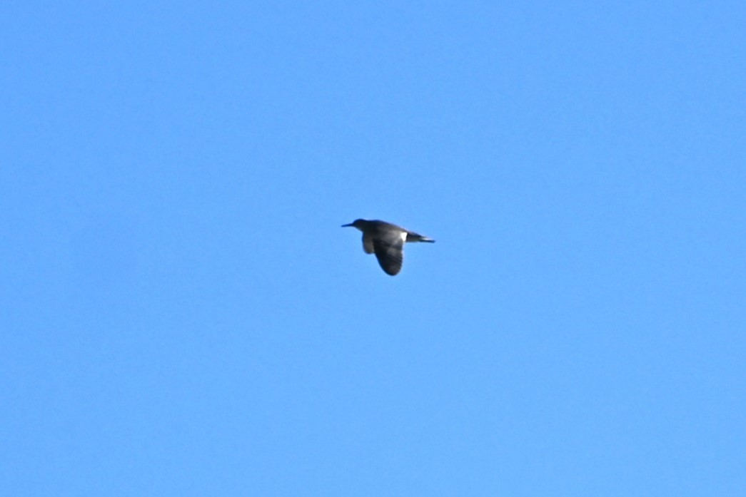 Wandering Tattler - ML622084595