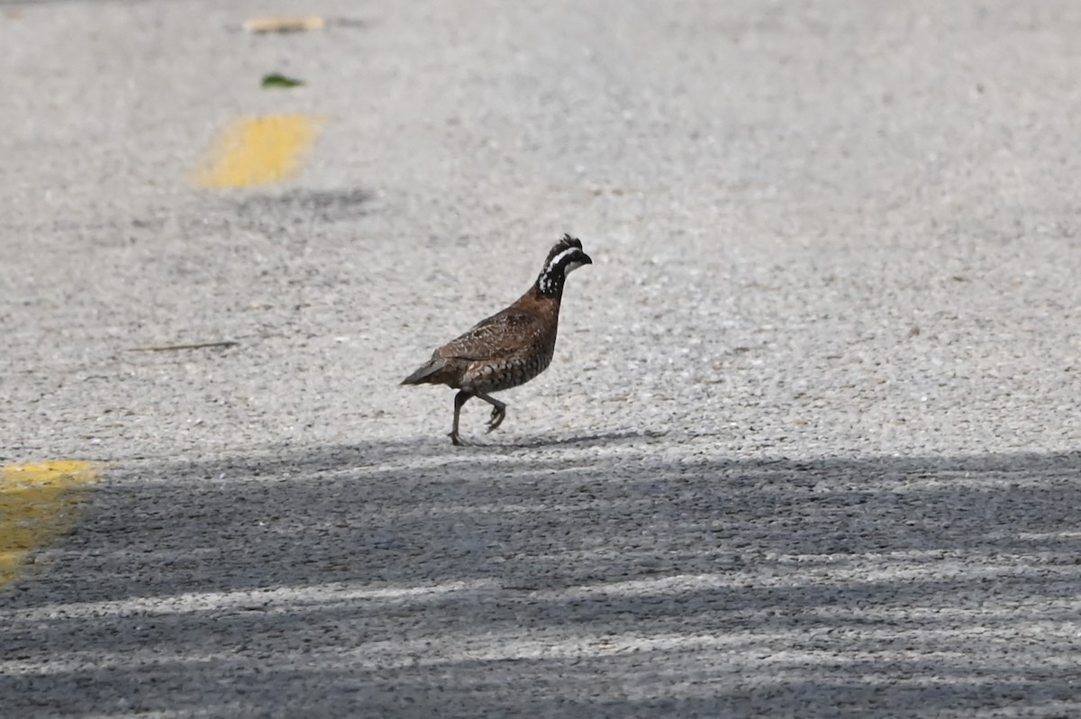 Northern Bobwhite - ML622084607