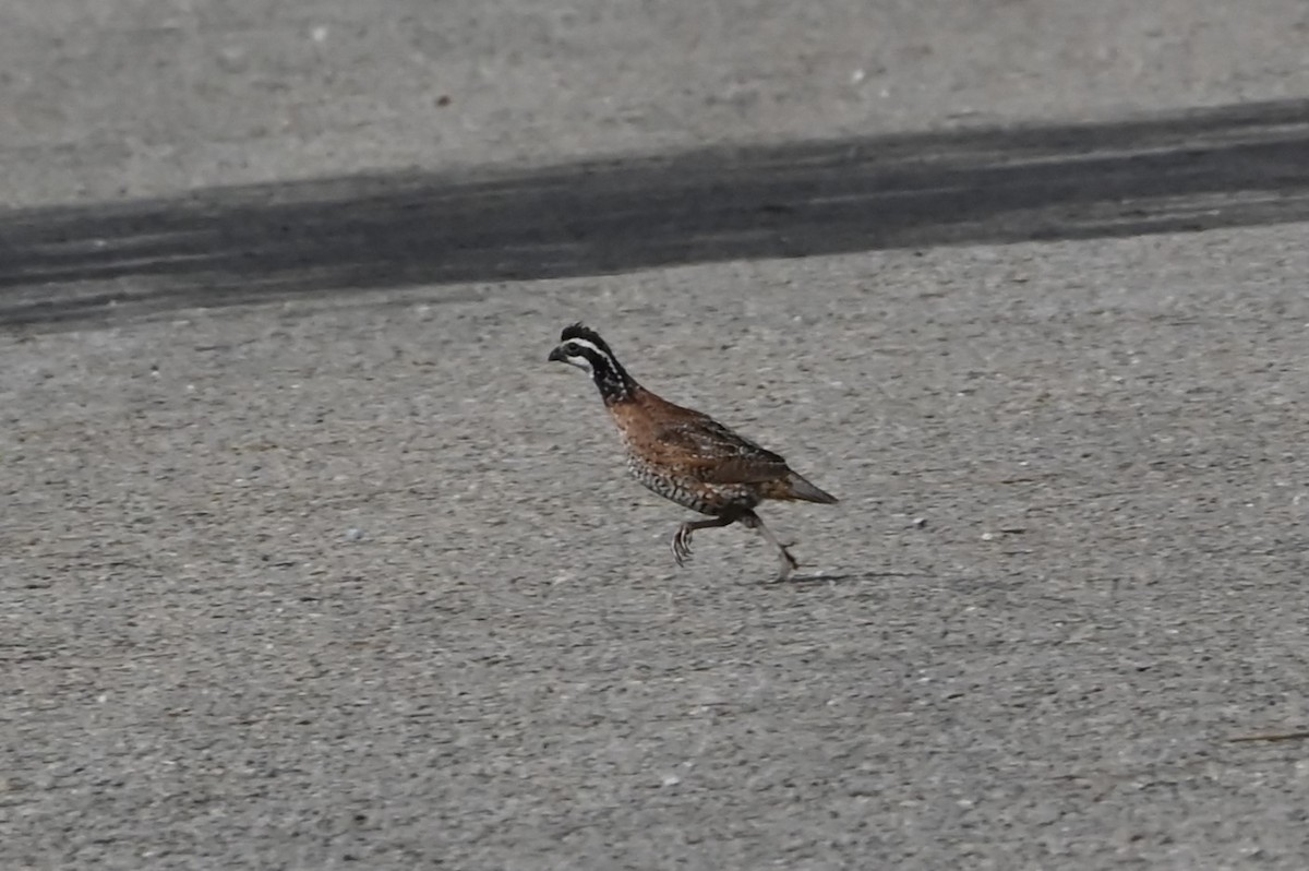 Northern Bobwhite - ML622084608