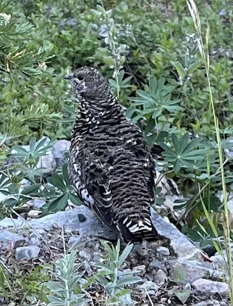 Spruce Grouse - Stephen Chase