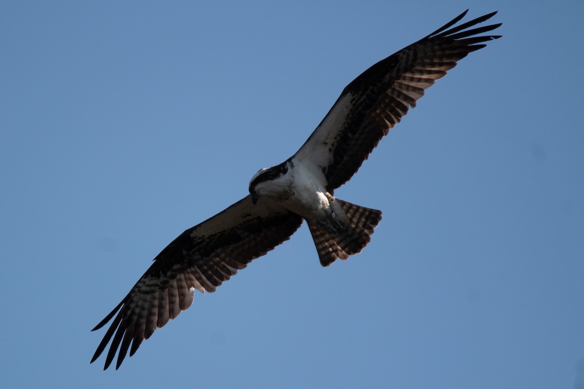 Osprey - Rebecca Seago