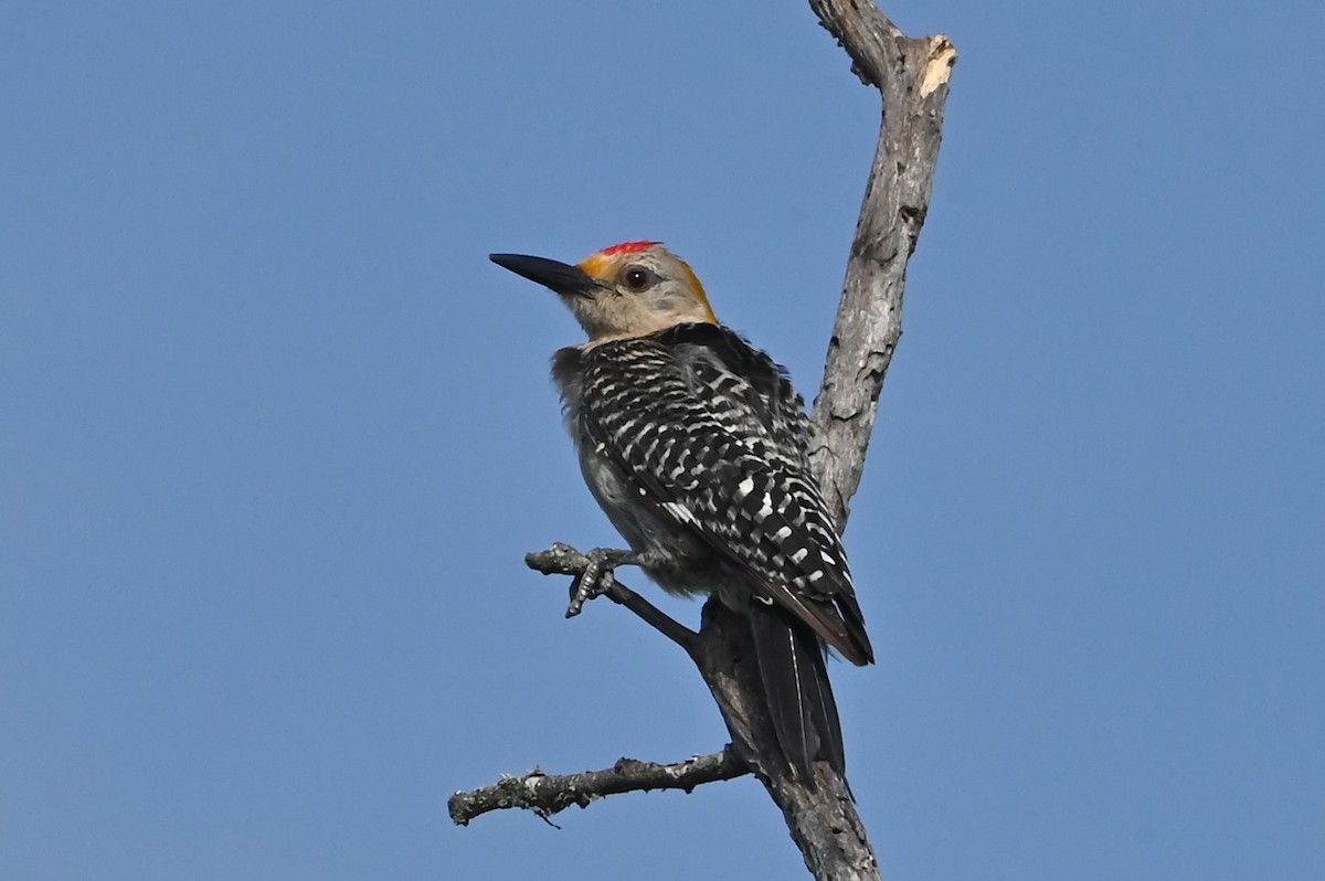 Golden-fronted Woodpecker - Jim Highberger