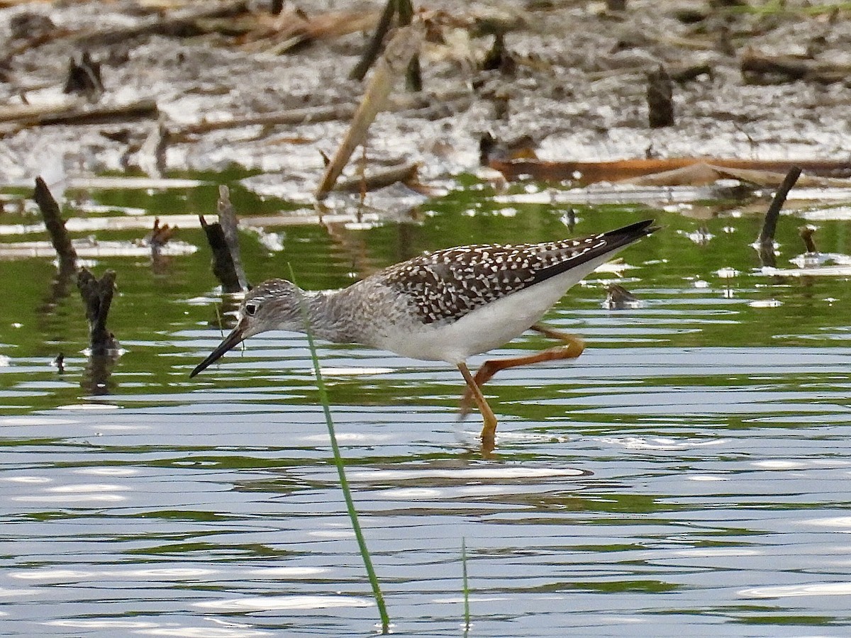 Lesser Yellowlegs - ML622084707