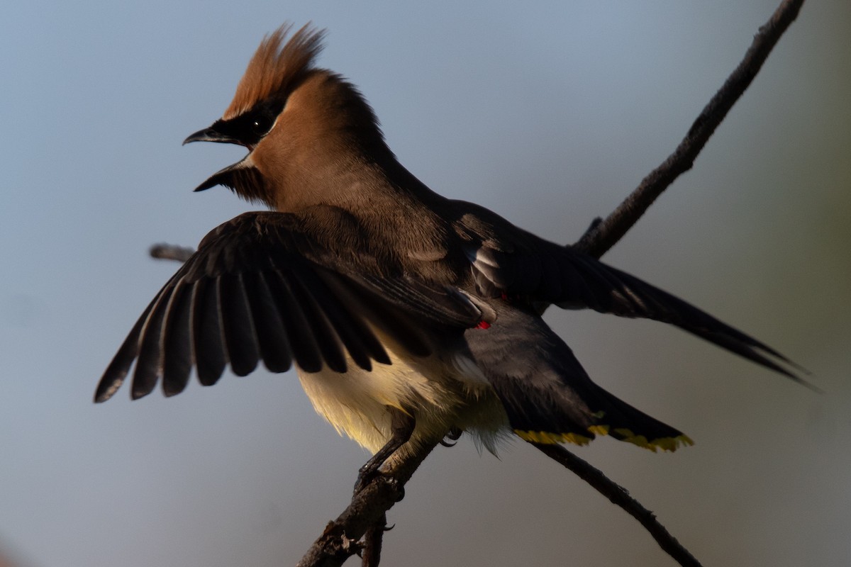 Cedar Waxwing - Rebecca Seago