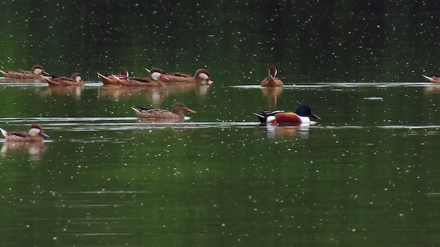 Northern Shoveler - ML622084736