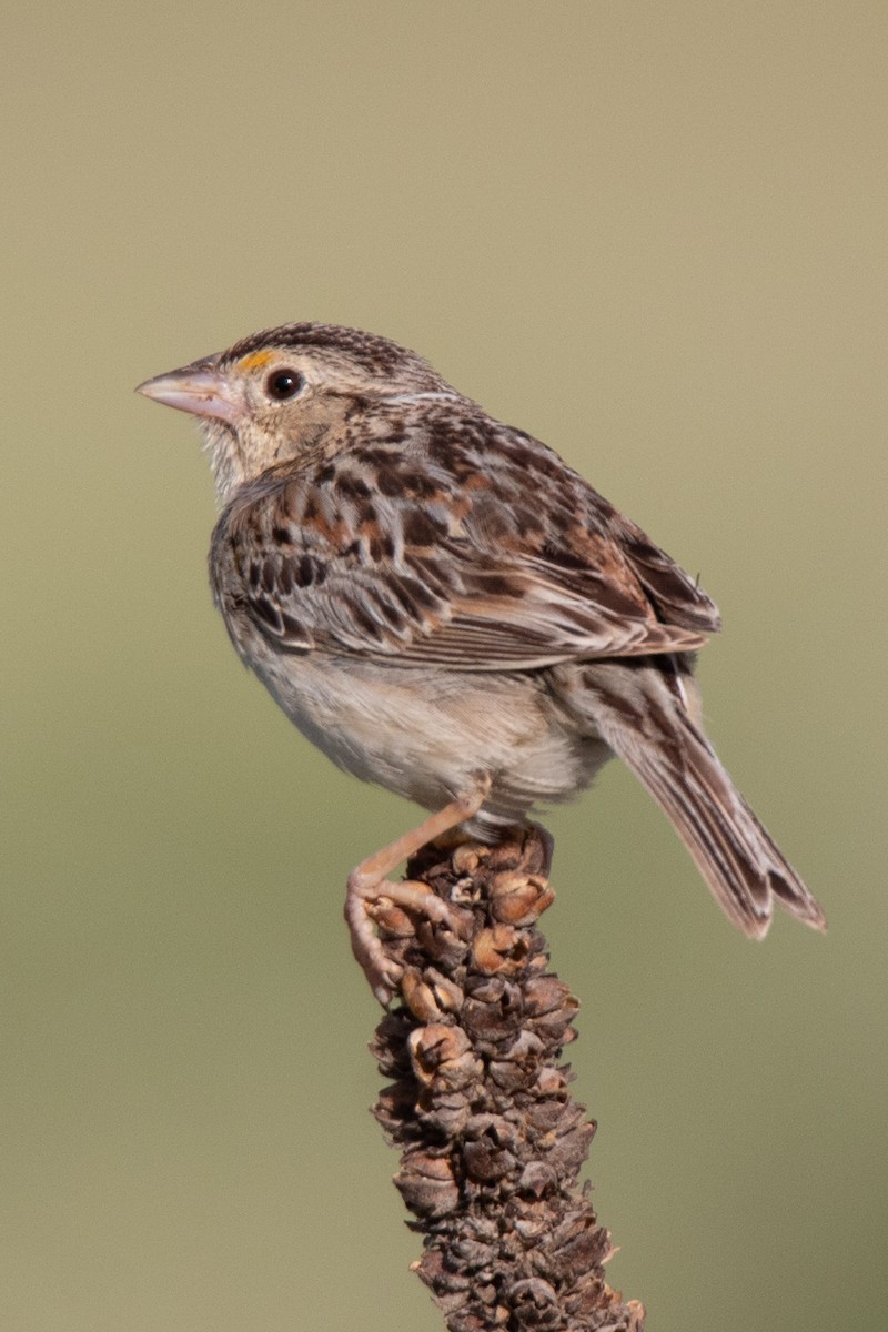 Grasshopper Sparrow - ML622084769