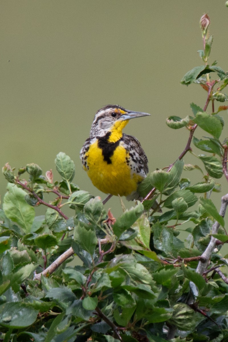 Western Meadowlark - ML622084775