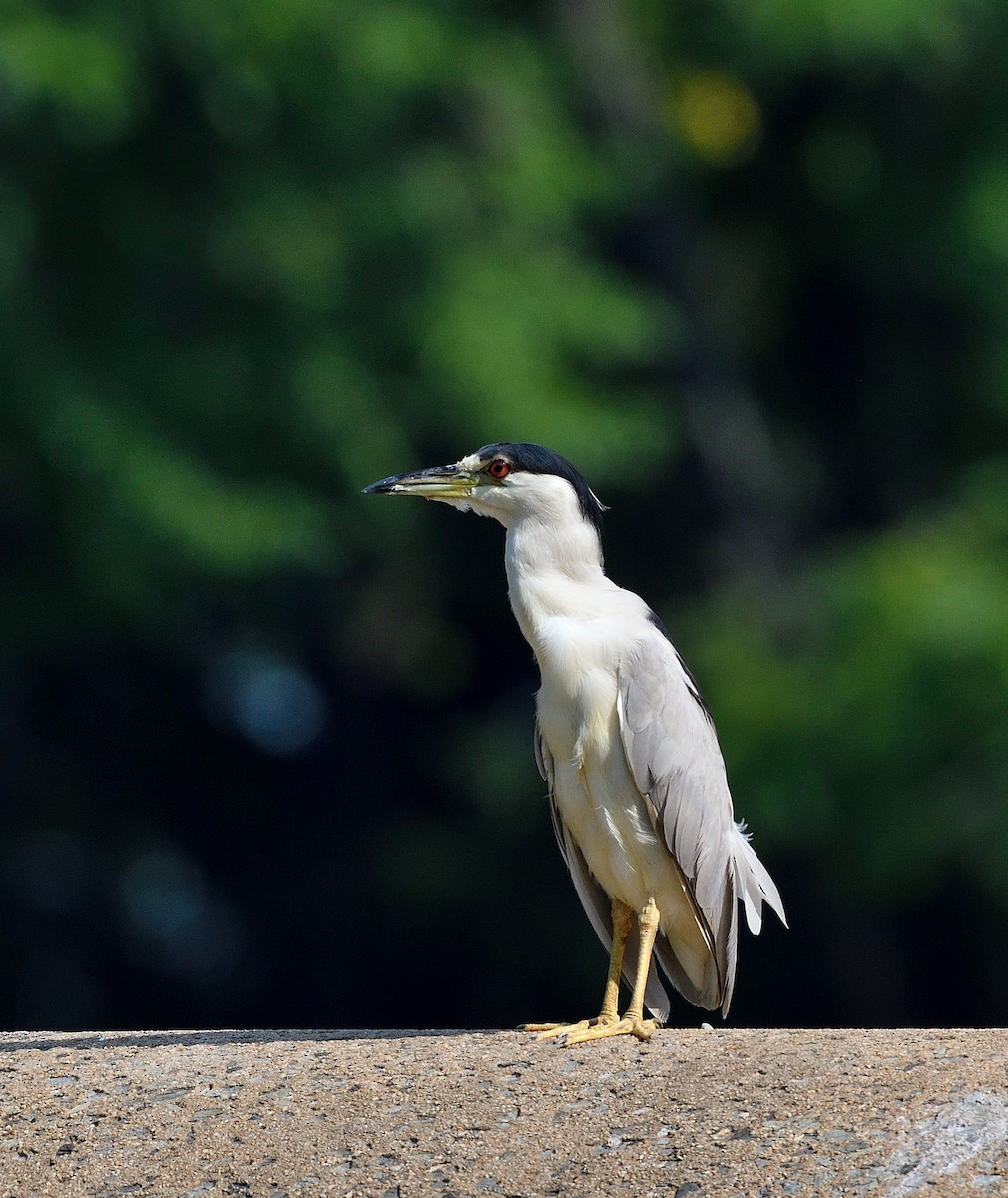 Black-crowned Night Heron - ML622084804