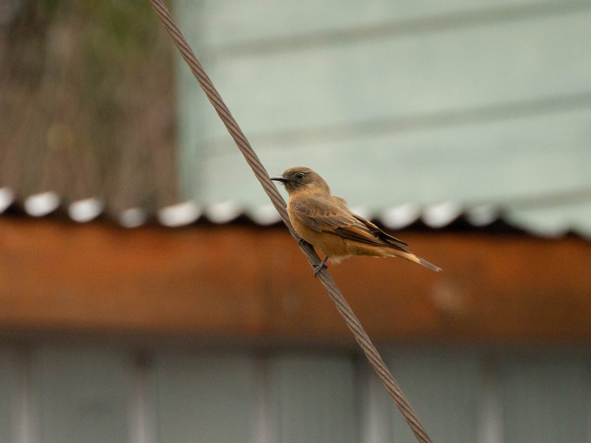 Cliff Flycatcher (Swallow) - ML622084805