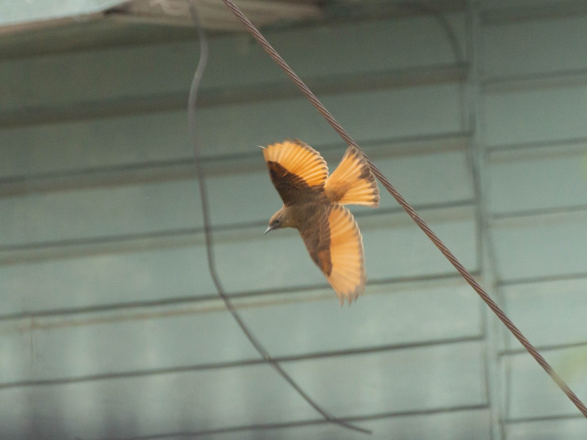 Cliff Flycatcher (Swallow) - ML622084806