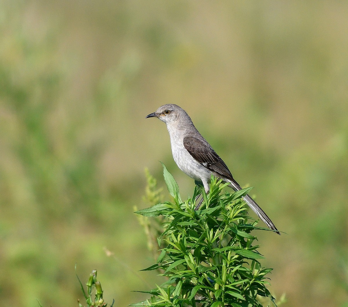 Northern Mockingbird - ML622084815