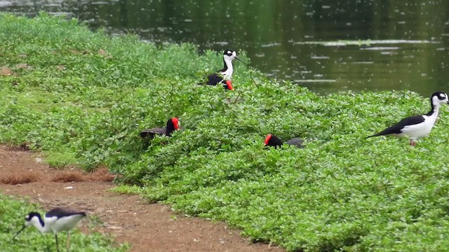 Gallinule d'Amérique - ML622084839