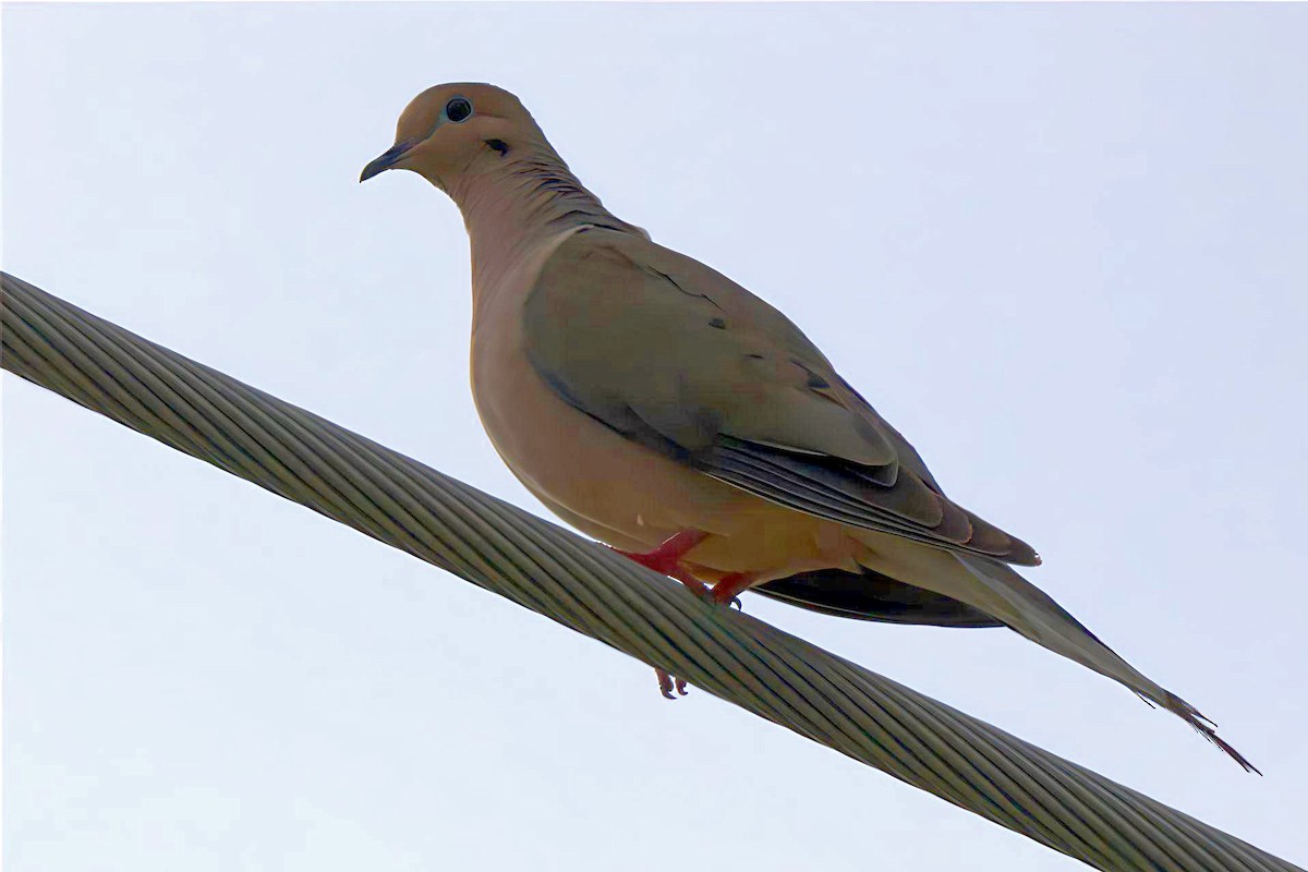 Mourning Dove - ML622084841