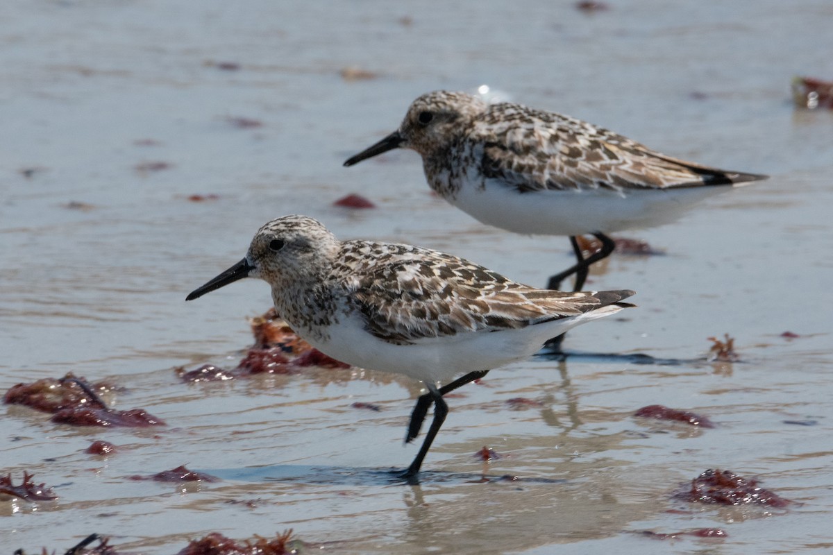 Sanderling - ML622084870