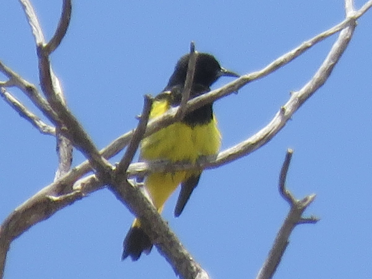 Scott's Oriole - ML622084871