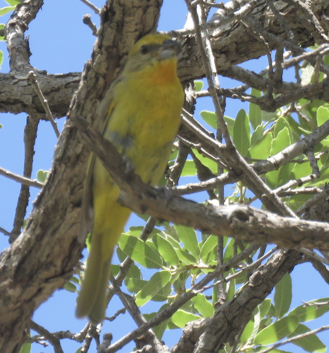 Hepatic Tanager (Northern) - ML622084876