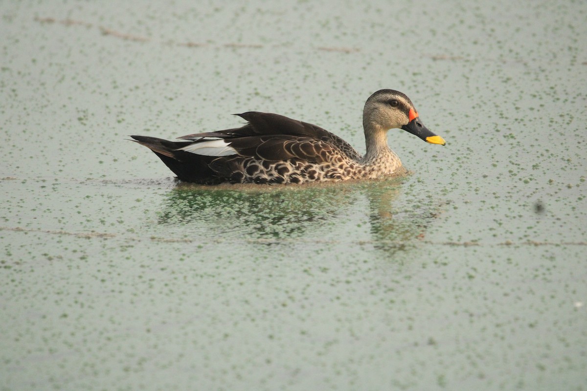 Indian Spot-billed Duck - ML622084892