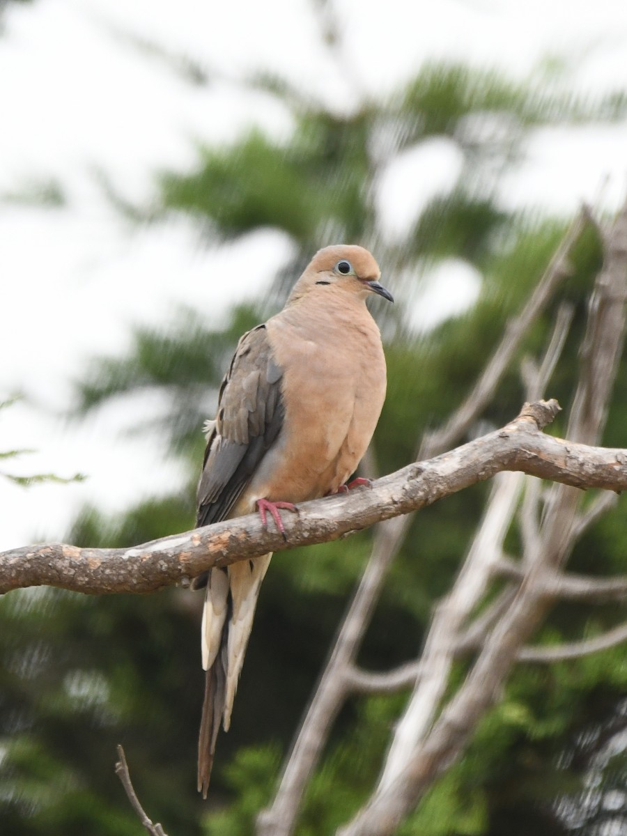 Mourning Dove - ML622084894