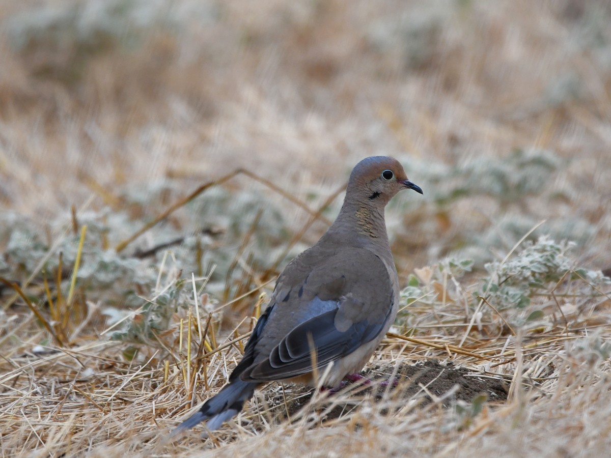 Mourning Dove - ML622084895