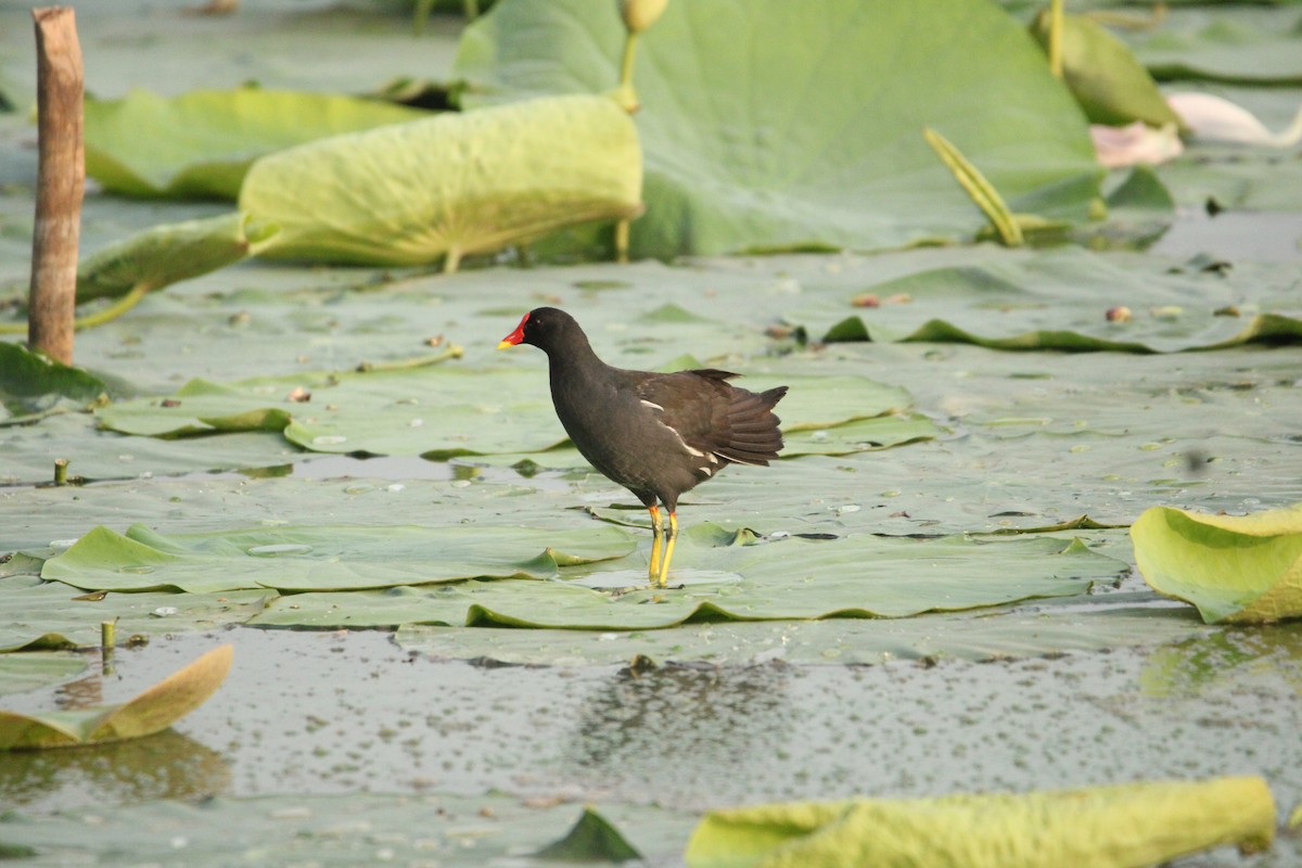 Eurasian Moorhen - ML622084896