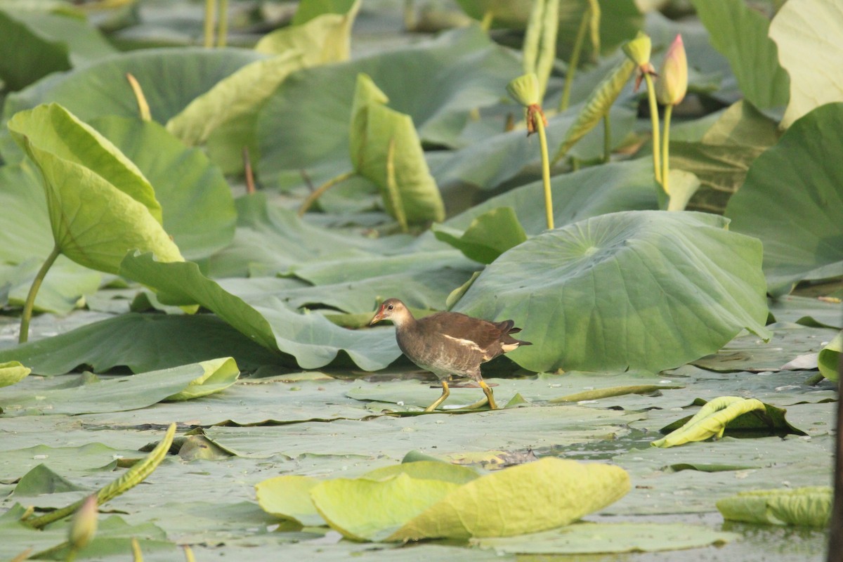 Gray-headed Swamphen - ML622084899