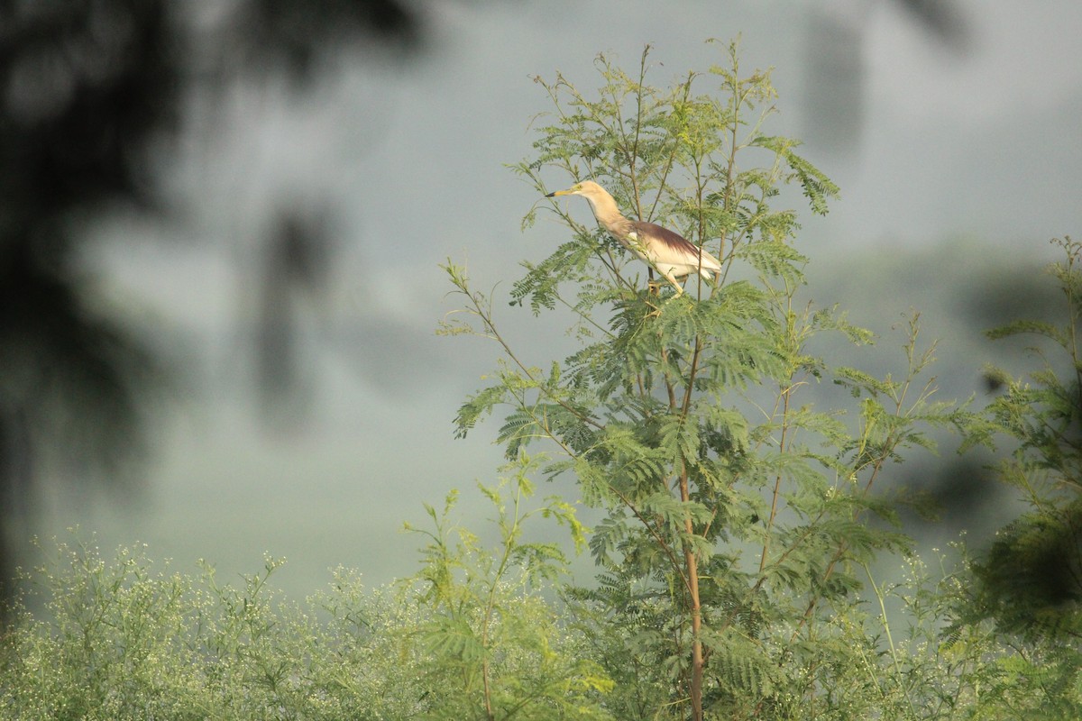 Indian Pond-Heron - Rajender Kumar