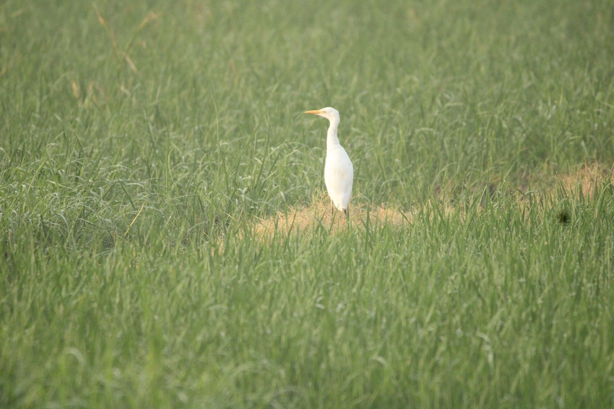 Eastern Cattle Egret - ML622084910