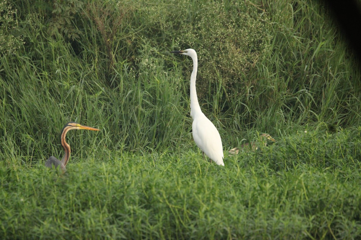 Great Egret - Rajender Kumar